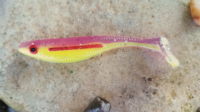 Soft Fishing Lure