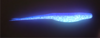 Glow in the dark saltwater fishing lure